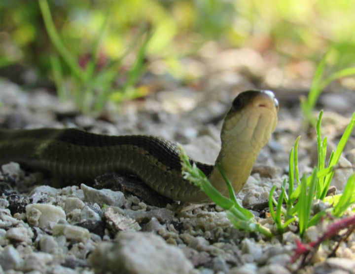 Eastern Garter Snake